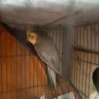 عروس هلندی|پرنده|رشت, ساغری سازان|دیوار