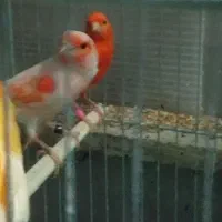 قناری|پرنده|اردبیل, |دیوار