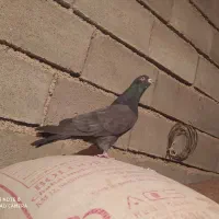 کبوتر پرشی بشرت|پرنده|بروجن, |دیوار