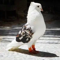کفتر آگهی رو ببین