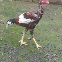 خروس لاری افغان|حیوانات مزرعه|ساری, |دیوار