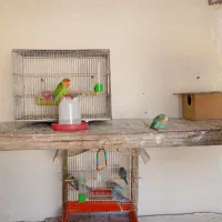 مرغ عشق وکوتوله|پرنده|خمینی‌شهر, |دیوار