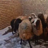 میش ابستن مایع کرده