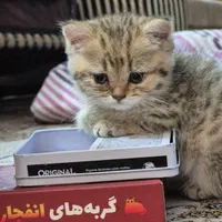 بچه گربه بیریتیش گلد|گربه|تهران, ائمه اطهار|دیوار