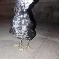 جوجه مرغ و خروس گلین|حیوانات مزرعه|شیراز, شهرک مدرس|دیوار