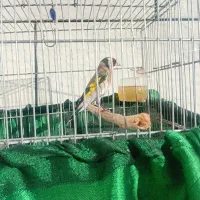 سهره جوجه قفس