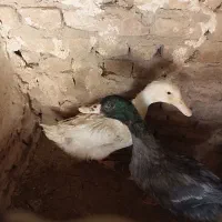 اردک سفید سیاه