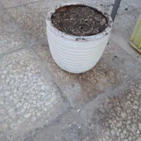 گلدان|گل و گیاه طبیعی|اصفهان, شاهزاده ابراهیم|دیوار