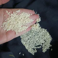 برنج دانه بلندعنبربوامسال