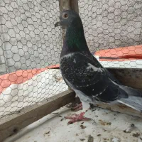 کبوتر مسافتی