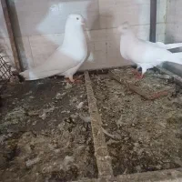 کبوتر سفید اراکی|پرنده|مسجد سلیمان, |دیوار