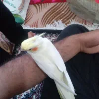 عروس هلندی نر