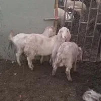 دو راس میش وبره جوان داشتی سه راس بزغاله|حیوانات مزرعه|لنجان, |دیوار