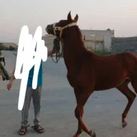 اسب در امیدیه