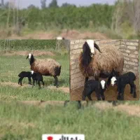 دو یــ.ـیست گوسفند satreo ژــن قـزویــن