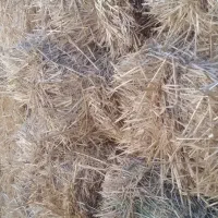 ۱۷۰عددپرس گندم.۱۲۰ تومن.خودم خریده بودم.تغییر شغل|لوازم جانبی حیوانات|مهربان, |دیوار