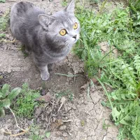 گربه بسیار زیبا مودب و همه چیزتمام|گربه|ارومیه, |دیوار