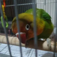 طوطی برزیلی فیشر ۳ماهه|پرنده|تهران, دستغیب|دیوار