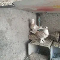 کبوترکورکرو