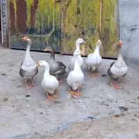 غاز|حیوانات مزرعه|همدان, |دیوار