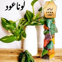 عودگیاهی مخروطی،عود دست‌ساز گیاهی،عود دستساز|صنایع دستی و سایر لوازم تزئینی|تهران, بازار|دیوار