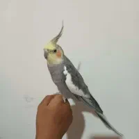عروس هلندی نر سخنگو و کاملا دستی سالم و سرحال