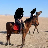 انواع اسب های سواری آزاد. کورسی.زیبایی موجود است