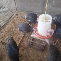 بوقلمون نروماده انگلیسی|پرنده|ساوه, |دیوار