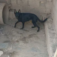 سگ مالنیوز ماده|سگ|جیرفت, |دیوار