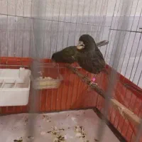 قناری نر و ماده کابالت مشکی