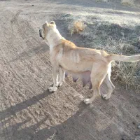 سگ ماده اصیل سرابی دوساله|سگ|مشگین شهر, |دیوار