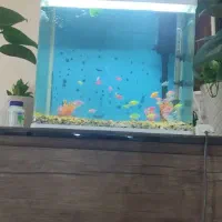 آکواریوم شرکتی