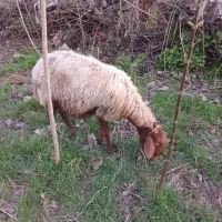 گوسفند افشار