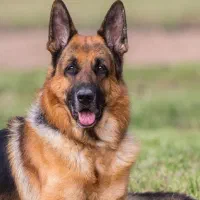 دکتر دامپزشک در محل