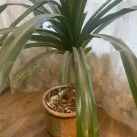 پاجوش گیاه پاندانوس