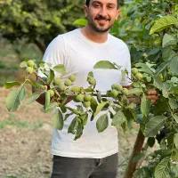 فروش نهال گردو ژنوتیپ رویال|خدمات باغبانی و درختکاری|میاندوآب, |دیوار