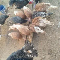 بوقلمون محلی کشتنی ماده تخمی وجوجه|حیوانات مزرعه|خواف, |دیوار