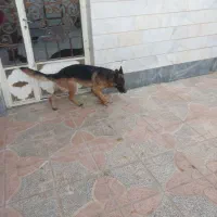 ژرمن شیپرد نر|سگ|شازند, |دیوار