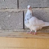 کبوتر طوقی|پرنده|سرپل ذهاب, |دیوار