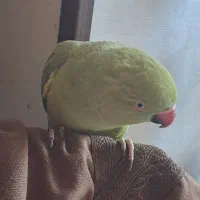 طوطی ملنگو ماده|پرنده|فردیس, فردیس|دیوار