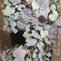 درخت انگور بابرگهای زیبا وتنه باگلدان پلاستیکی