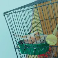 قناری مولد ردفاکتوری با تخم و جوجه