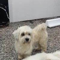 شیزو تریر  ماده   سایز کوچک آماده جفت گیری