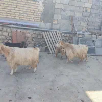 بز و بزغاله