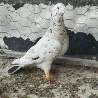 پرنده