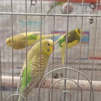 مرغ عشق جوان|پرنده|سبزوار, امیر کبیر|دیوار