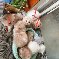 گربه پرشین  عروسک کوچولو