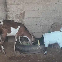 بز کهره دار