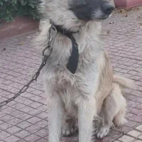 سگ ژرمن  سامویید طلایی بسیار زیبا