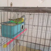 یک‌جفت‌کوتوله‌ودوجفت‌مرغ‌عشق‌مولد|پرنده|آذرشهر, |دیوار